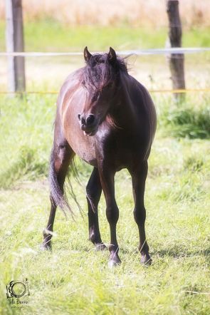 Classic Pony Schirmer "Lou" Foto: Yela Benne Photography Fotografin mit Herz